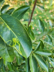 Phyllocnistis magnoliella