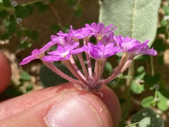 Abronia villosa