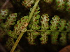 Dryopteris glabra