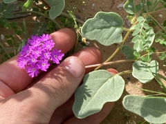 Abronia villosa