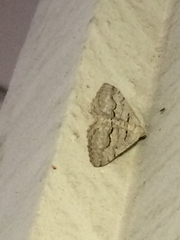 Digrammia imparilata