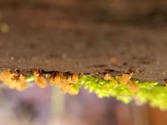 Hemitrichia calyculata