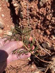 Stillingia texana