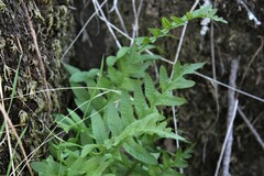 Polypodium californicum