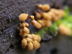 Hemitrichia calyculata
