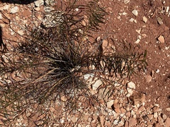 Stillingia texana
