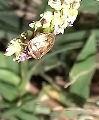 Eysarcoris ventralis