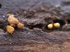 Hemitrichia calyculata