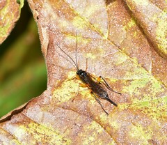 Pimpla pedalis