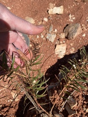 Stillingia texana