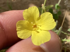 Eulobus sceptrostigma