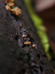 Hemitrichia calyculata