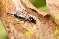 Pimpla pedalis