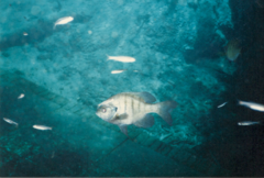 Lepomis macrochirus purpurascens