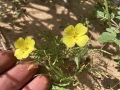 Eulobus sceptrostigma