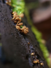 Hemitrichia calyculata