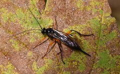 Pimpla pedalis