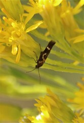 Scythris trivinctella