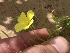 Eulobus sceptrostigma