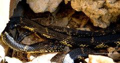 Lampropeltis getula