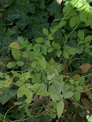 Stigmella rosaefoliella