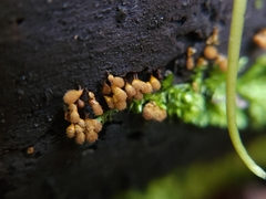 Hemitrichia calyculata