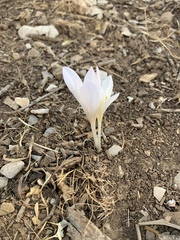 Colchicum