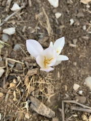 Colchicum