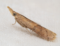 Macrorrhinia endonephele