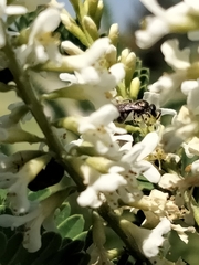 Eysenhardtia polystachya