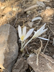 Colchicum