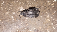 Carabus ulrichii
