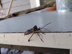 Acanthocephala declivis