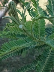 Eysenhardtia polystachya