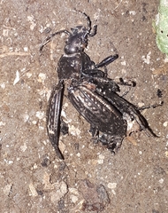 Carabus ulrichii
