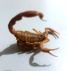 Centruroides limpidus