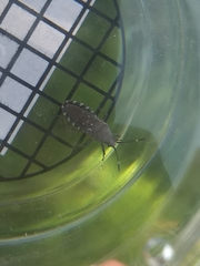Hypselonotini
