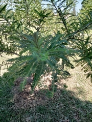 Eysenhardtia polystachya