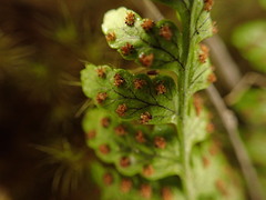 Dryopteris glabra
