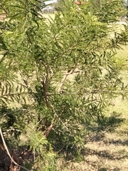 Eysenhardtia polystachya