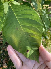 Mycosphaerella fraxinicola