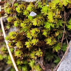 Encalypta streptocarpa