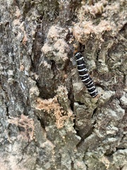 Xanthopastis regnatrix