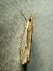 Crambus bidens