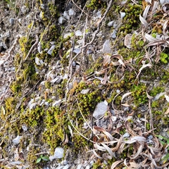 Encalypta streptocarpa