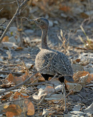 Eupodotis ruficrista