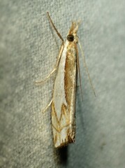 Crambus bidens