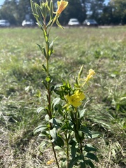 Oenothera rubricaulis