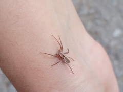 Arachosia praesignis