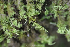 Hylocomium splendens